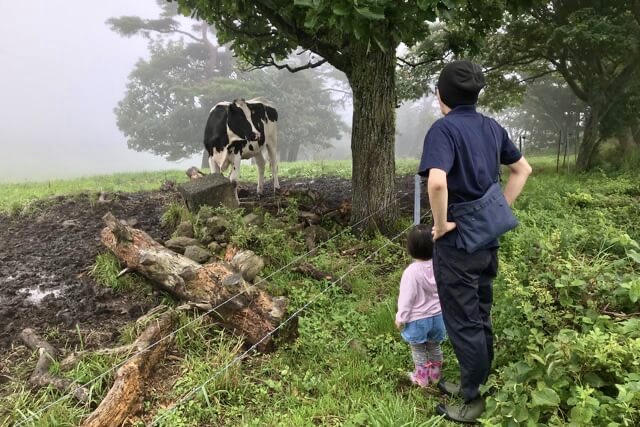 ホルスタイン種の牛を見る娘の写真