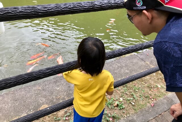 鯉に餌をやる娘
